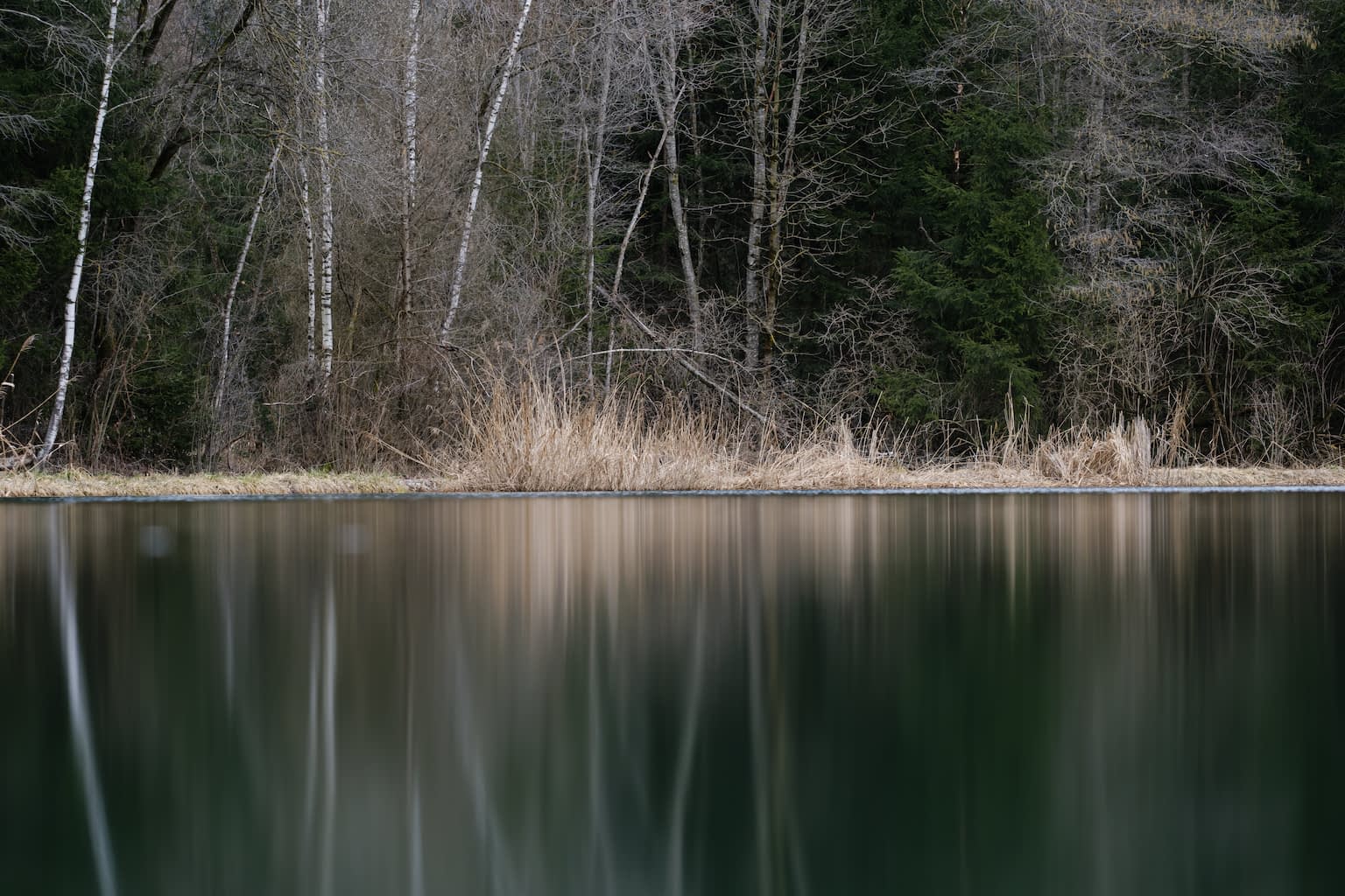 A forest mirrors in a lake with a deep cold color palette, the water in the bottom half distorted by the low angle and the trees in the top half cold gray and brown with some lively green needles