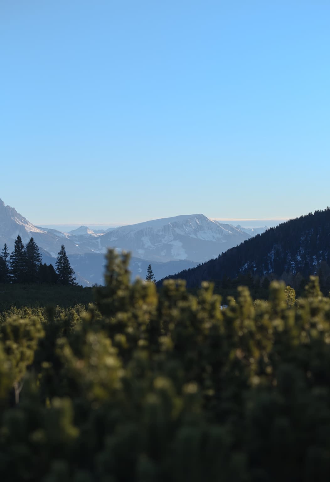 The Zanggen mountain from the Villanderer Alm rendered in a blue haze as it is observed from a distance with dwarf mountain pine blurry in the foreground