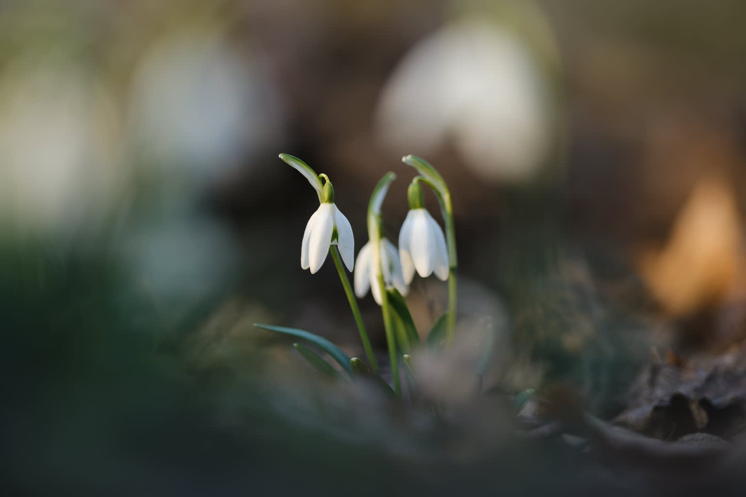 Three snowdrops (Galanthus nivalis) in the forest lit by the warn sunset light surrounded by out-of-focus leafs and and other snowdrops