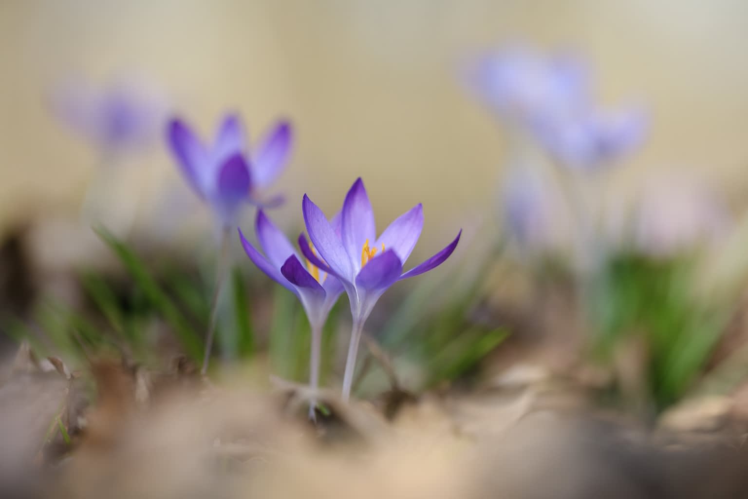 A pair of violet woodland crocuses in warm, soft light on the forest ground with many more crocuses out-of-focus in the background.