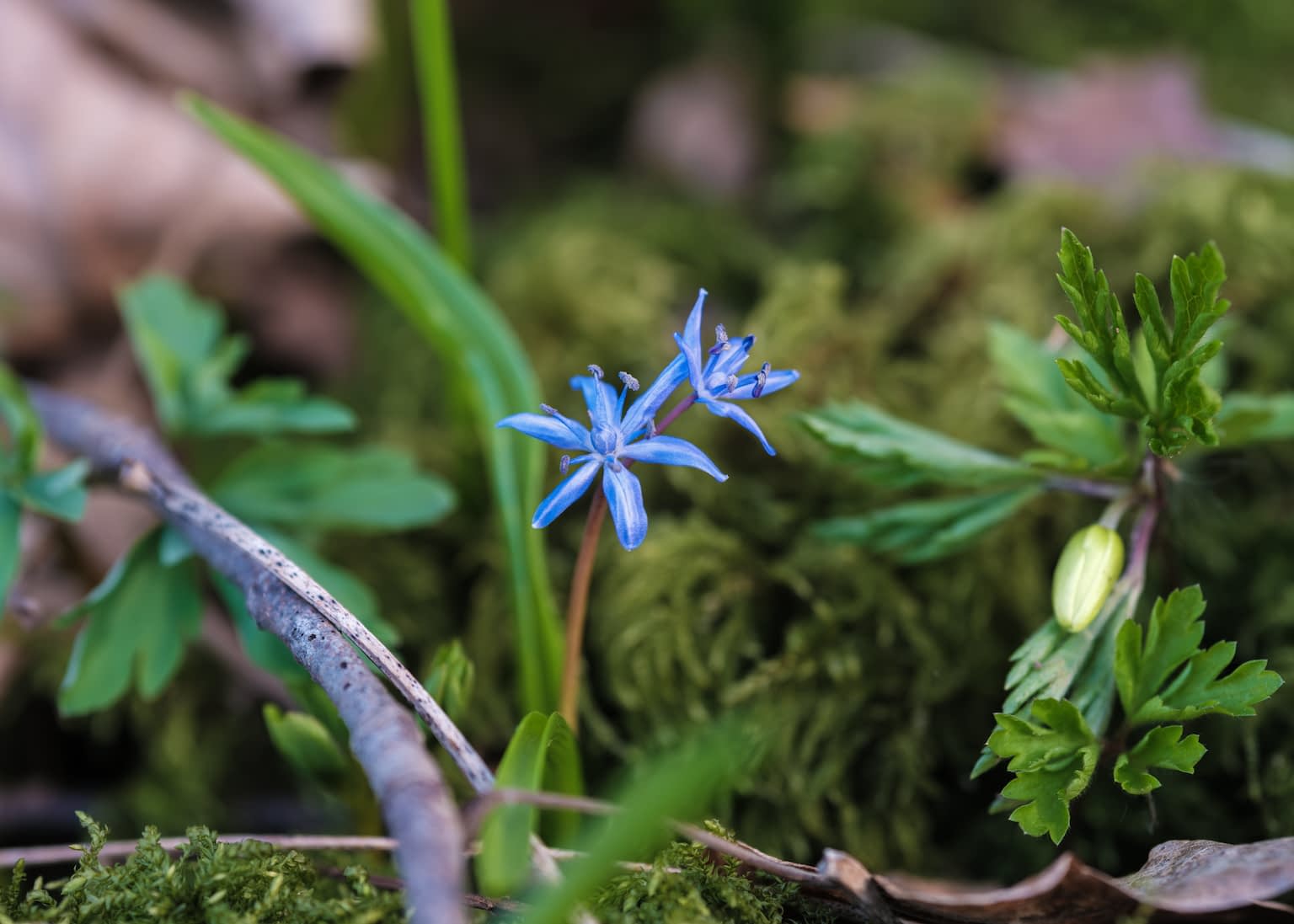 Detail of two blue flowers of the species Scilla bifolia embedded in leafs, moss, roots, and sticks on the forest ground.