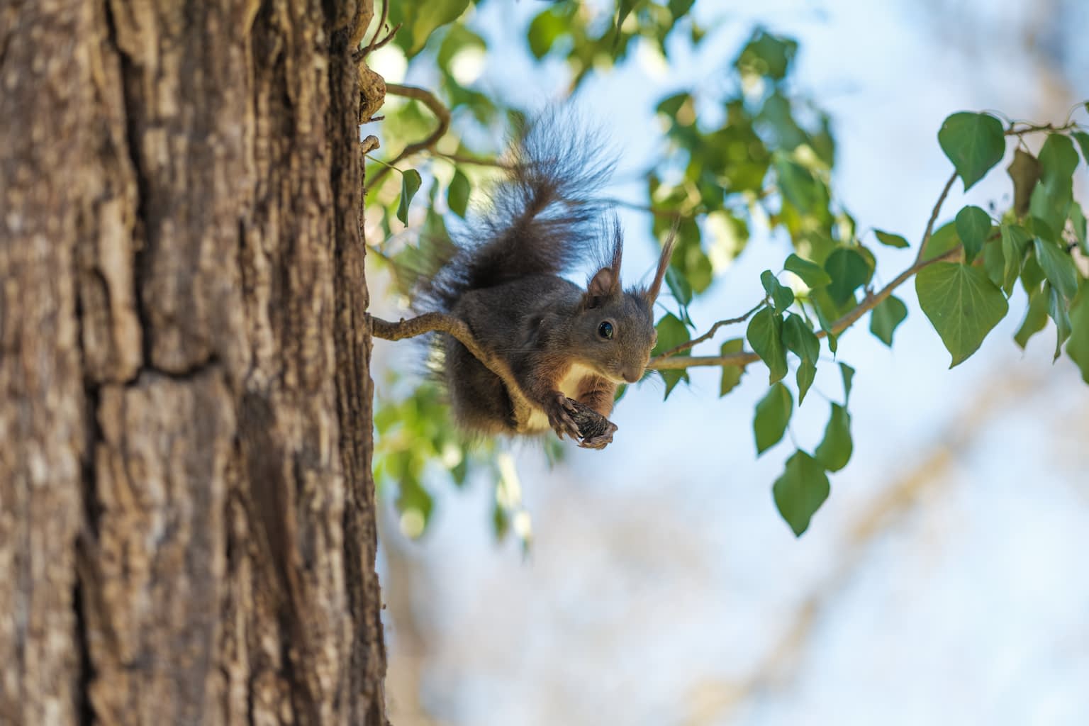 A backlit squirrel sitting on a tree branch with lush green leafs near the trunk holding a cracked nut in its paws.