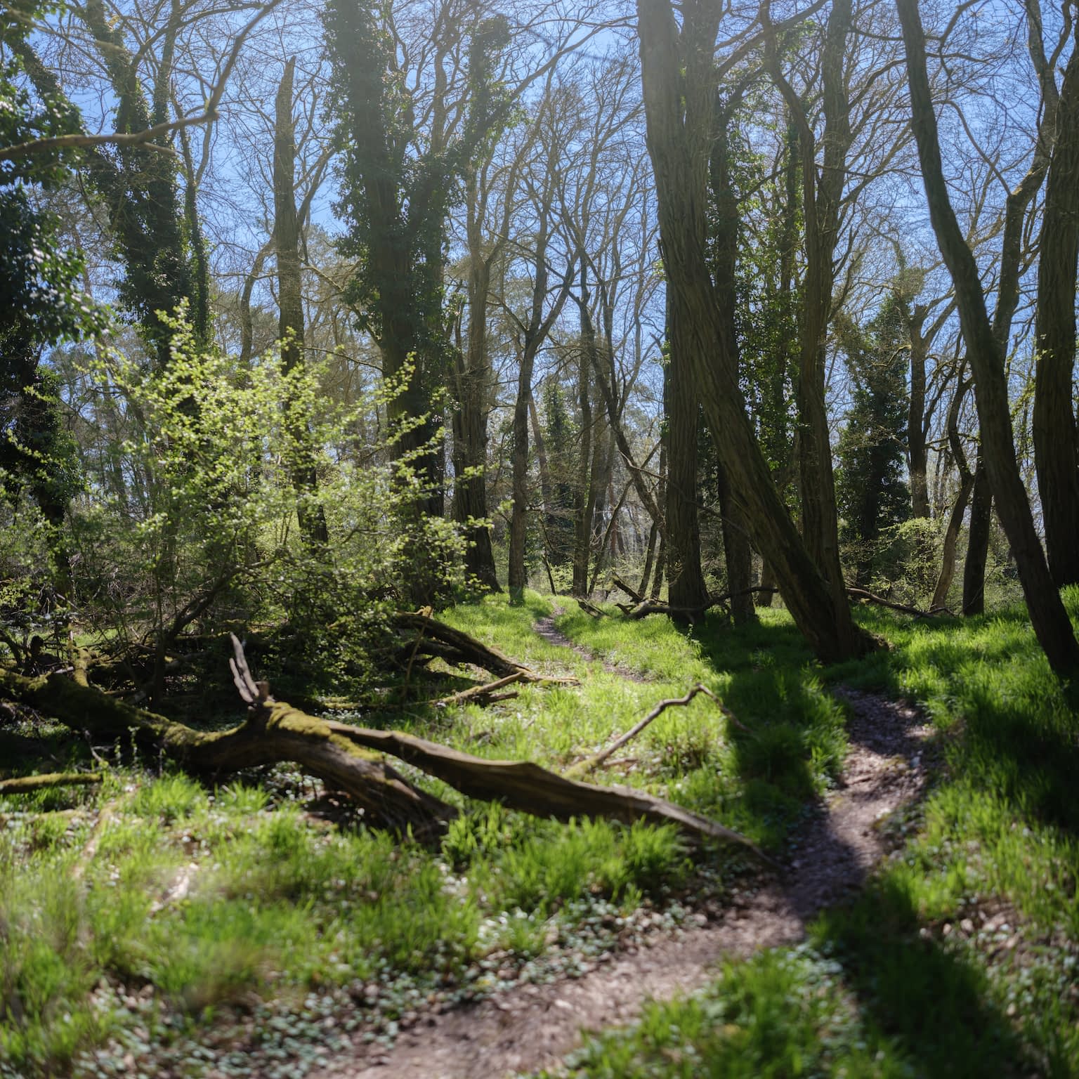 A narrow path through a lush green spring forest at noon with a play of bright lights from above and deep shadows cast by the trees.