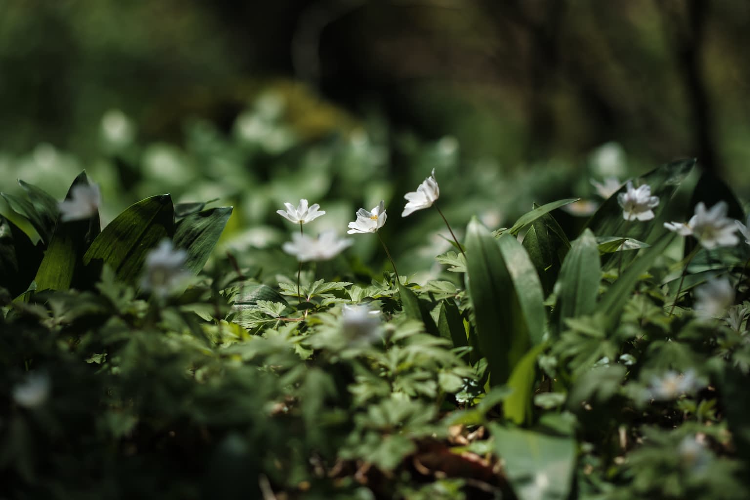 Three white wood anemone flowers blooming in the center surrounded by deep, dark green leaves in a shadowy forest with only the flower heads illuminated by white light making its way from the sky through the dense branches above.