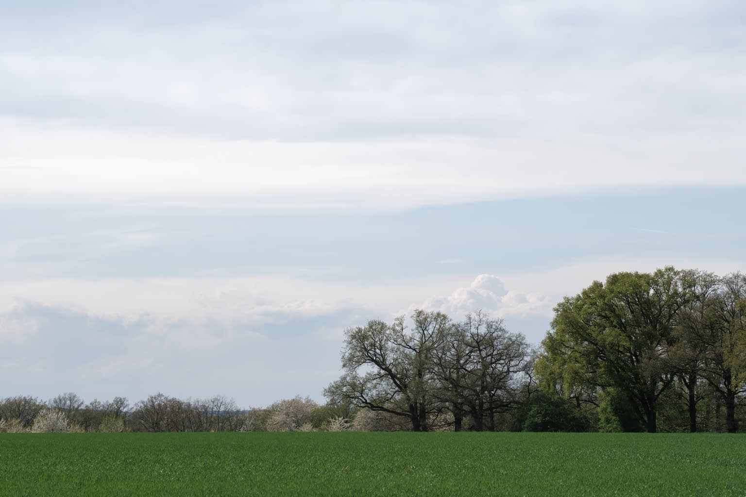 A light blue layer of clouds with blue-green grass, blooming bushes, and green trees in the bottom quarter.