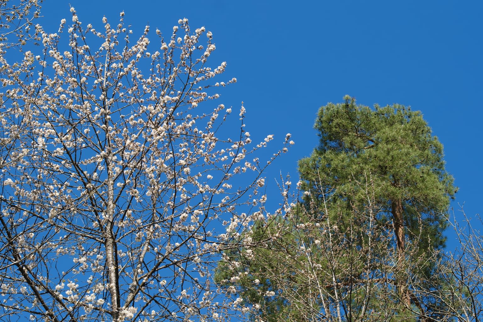 Looking up to two trees – a blooming type of Prunus and a pine with green needles – with a bright blue sky behind them.