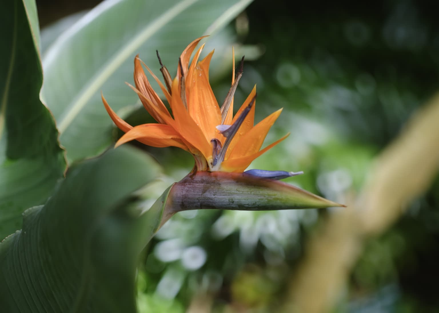 A bird of paradise flower (Strelitzia reginae) with out-of-focus palms in the background.