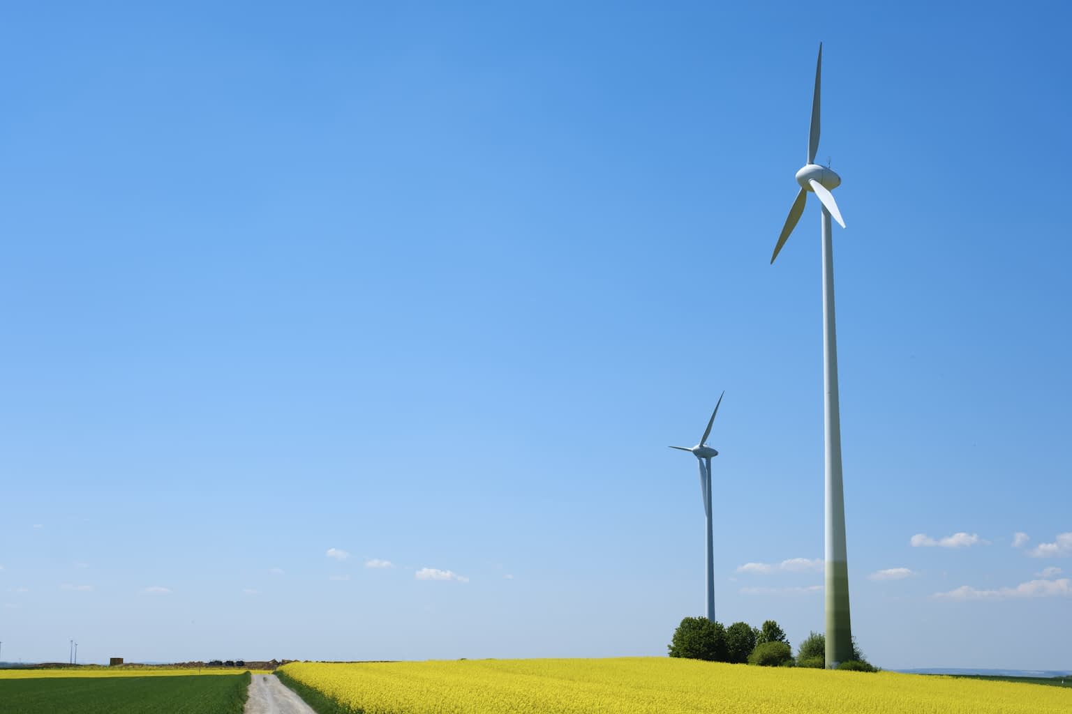 Two wind turbines standing in a bright yellow rapeseed field with a clear blue sky filling most of the picture and a few faint clouds near the horizon.