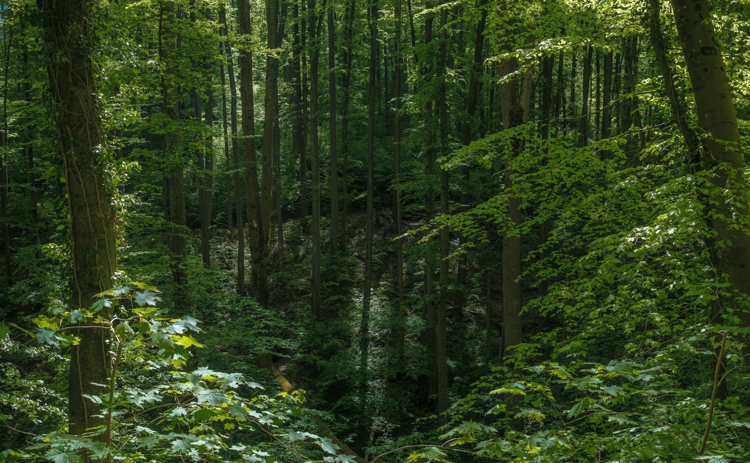 Columns of tree stems reaching to the sky in the depths of a dark green forest