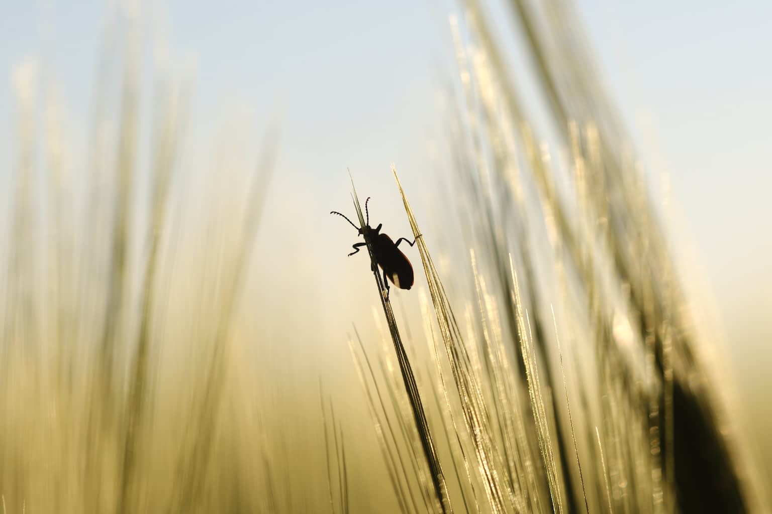 A cardinal beetle (Pyrochroa serraticornis) on blades of grain against a sunset