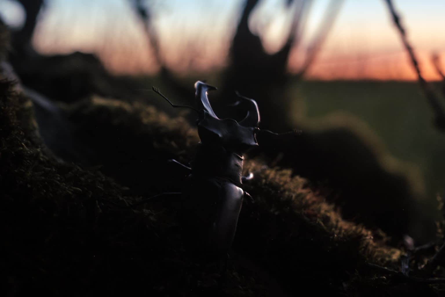A european stag beetle climbing onto a tree root with the late sunset in the background