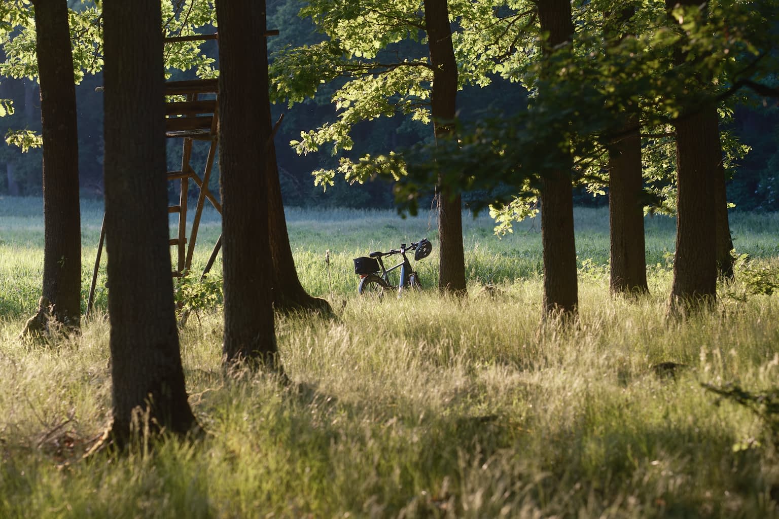 An oak forest at sunset with a bicycle in the center and a wooden hunting blind to the left
