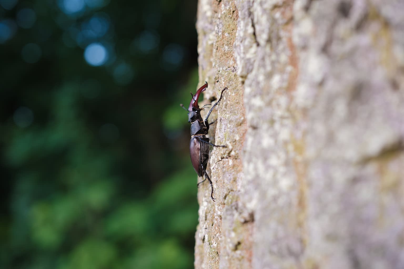 An European stag beetle climbing on an oak with shallow depth of field rendering the bark of the tree and the leafs in the background blurry.