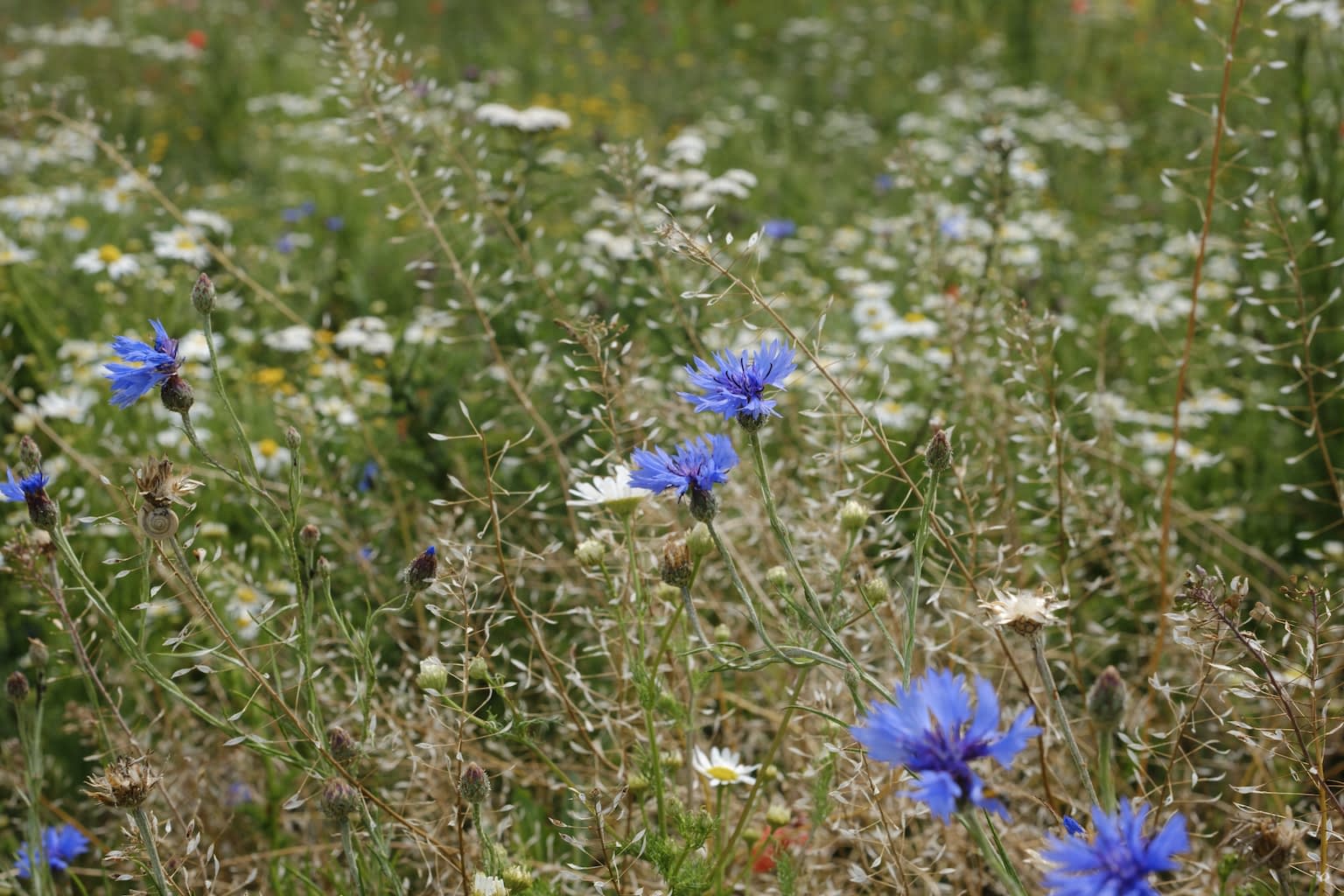 A field of flowers prominently featuring cornflowers.
