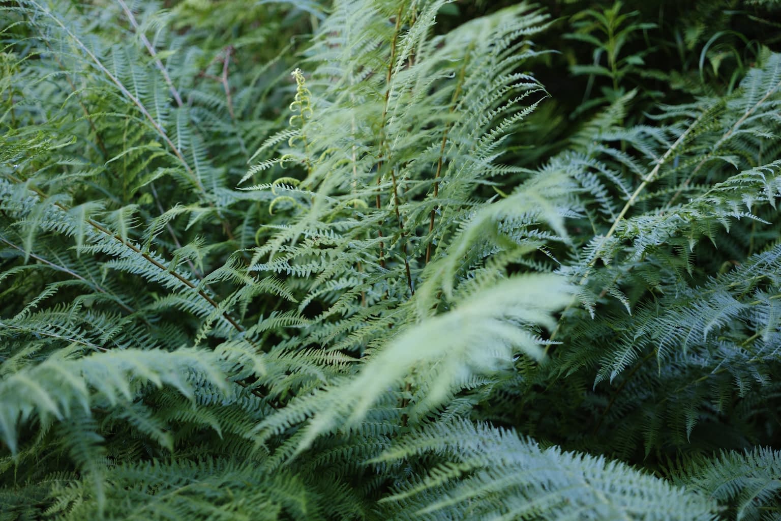 A group of ferns with leafs originating from the center of the image and reaching towards the edges.
