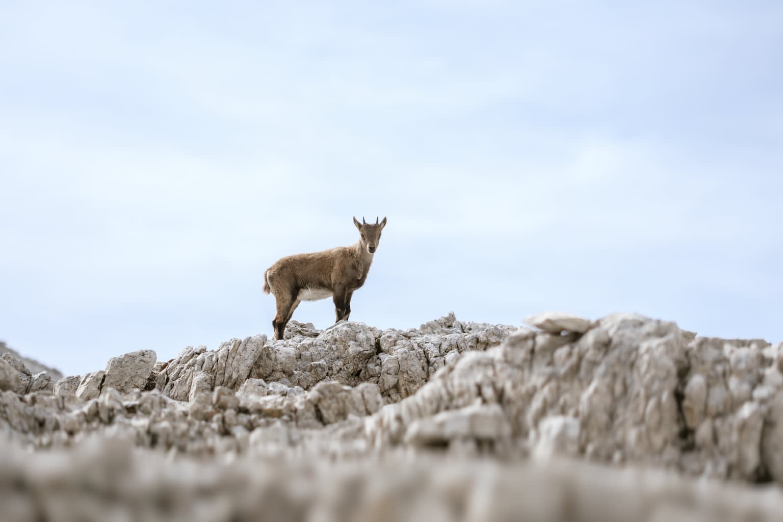 A young mountain goat standing on rocks facing the camera with a pale blue sky in the background.