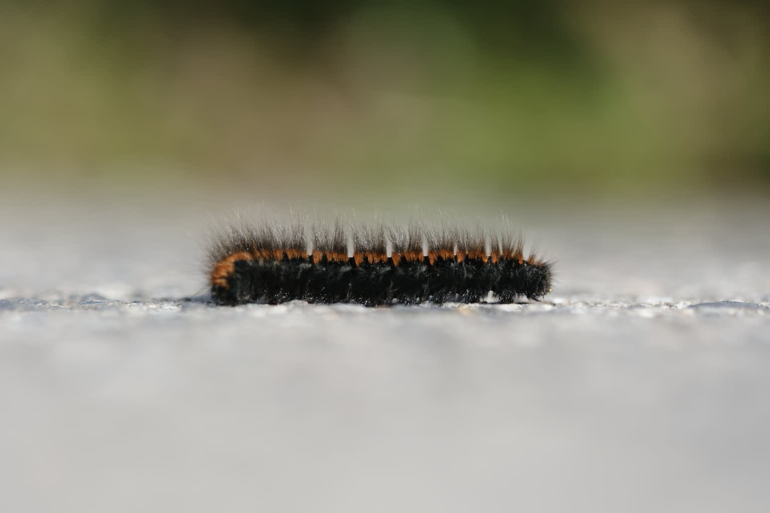 The caterpillar of the fox moth walking from left to right with the foreground and background out of focus.