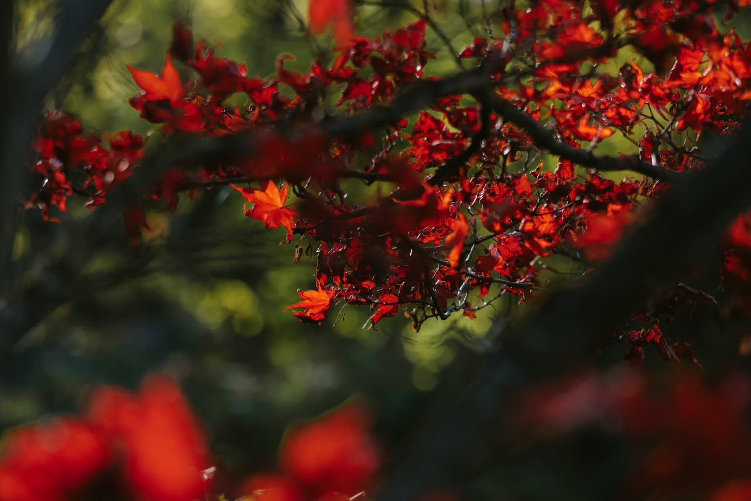 Red maple tree leaves against the warm autumn sun