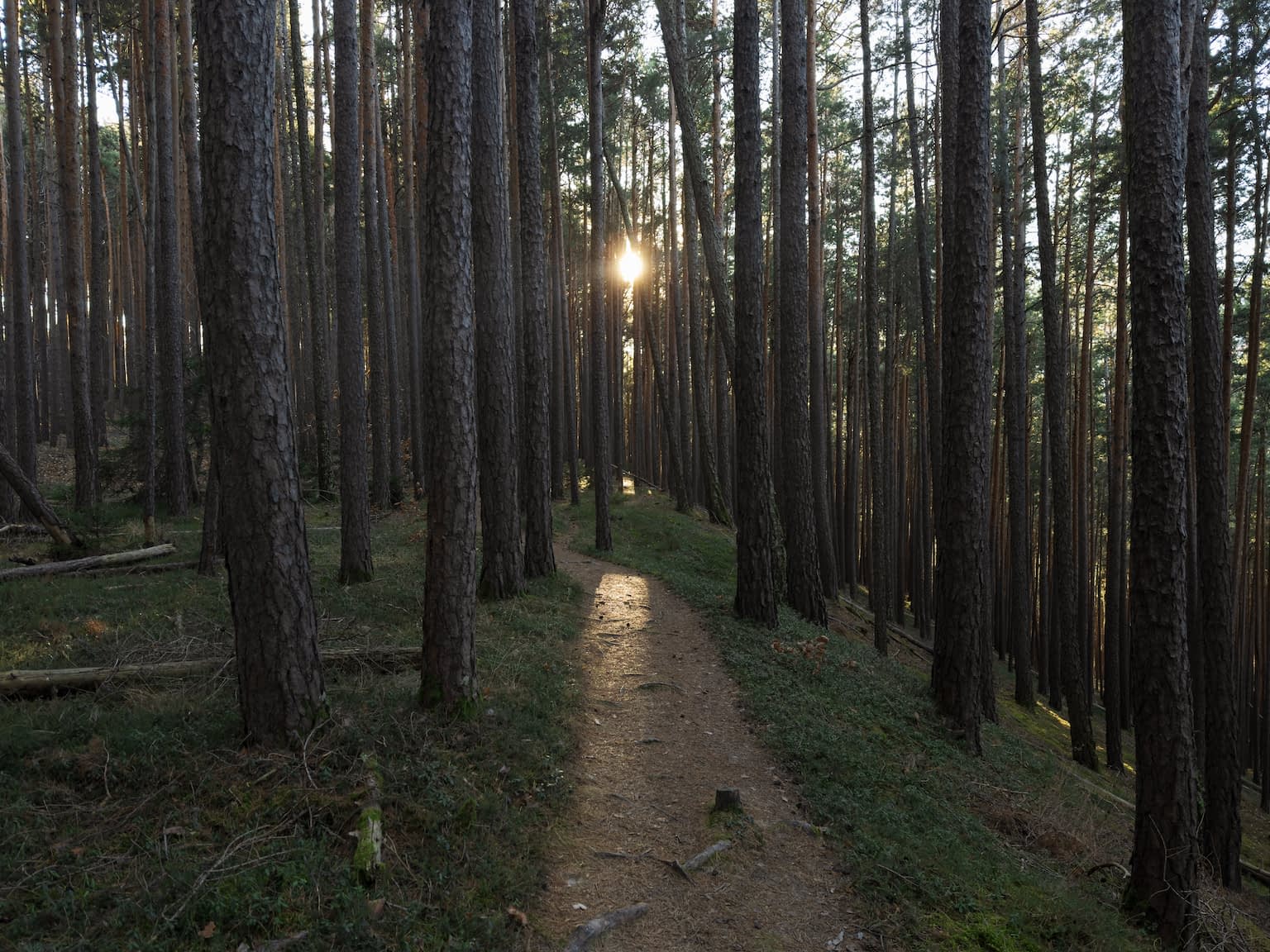 A hiking path through a forest with the sun shining in the center of the image between the tree trunks.
