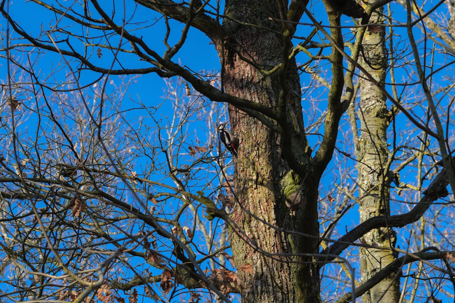 A woodpecker sitting on the side of a tree trunk in a forest with a bright blue sky in the background with late, warm sunlight.