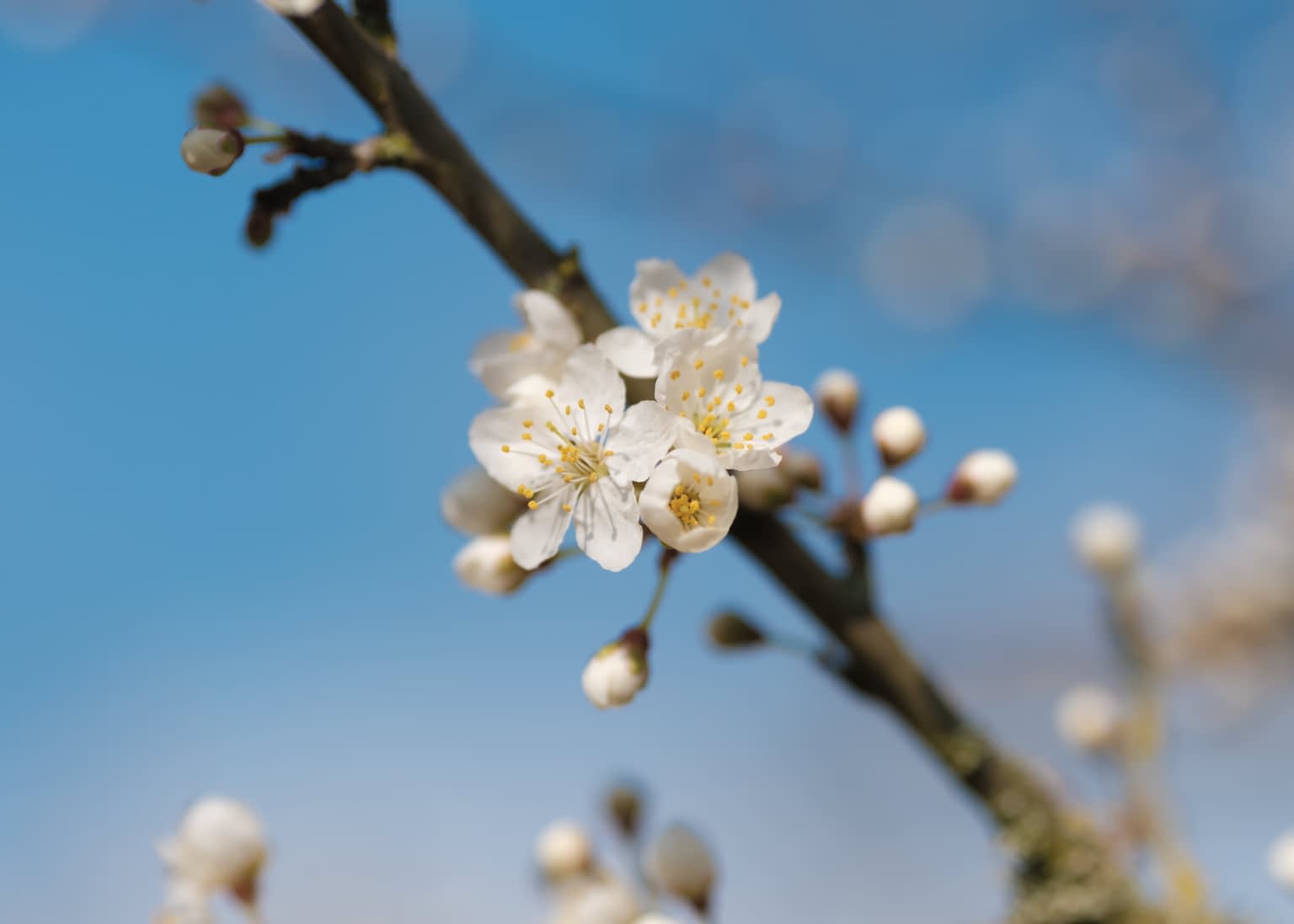 Close up of a branch of an almond tree with blossoming flowers against a bright blue sky.