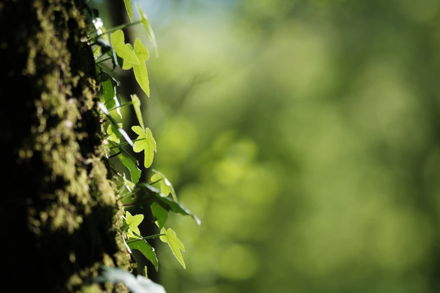 A tree trunk with a climbing plant on the left side with blurry, green tree leaves in the center and to the right.