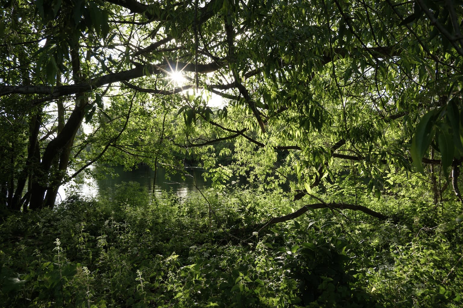 The river Thames in Reading, United Kingdom through a dense set of branches and leaves with a golden sunstar sparkling between branches.
