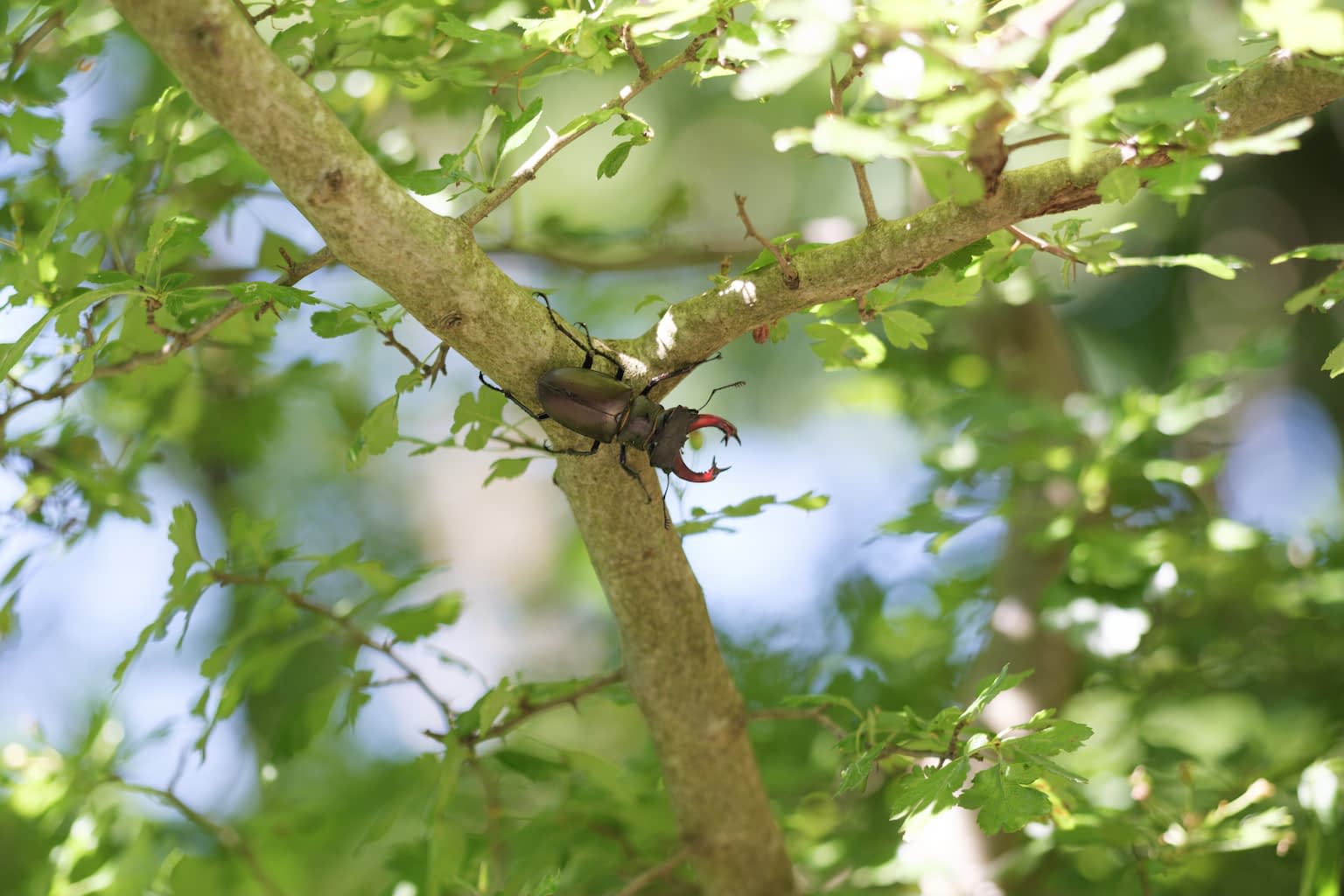 A male European stag beetle climbing on a tree branch with blurry green leafs filling the rest of the frame.