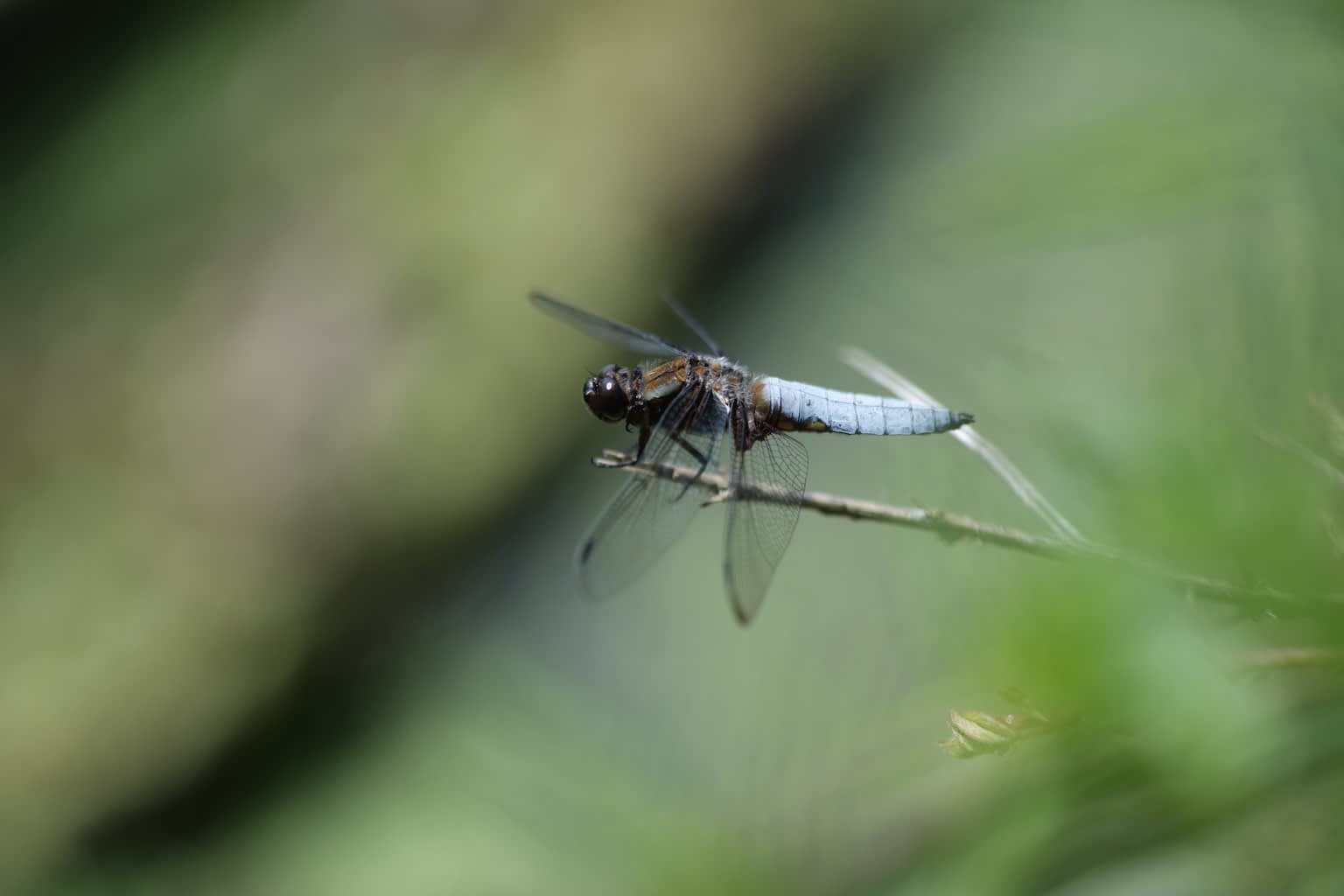 A male broad-bodied chaser dragonfly sitting at the tip of a branch with cool green background.