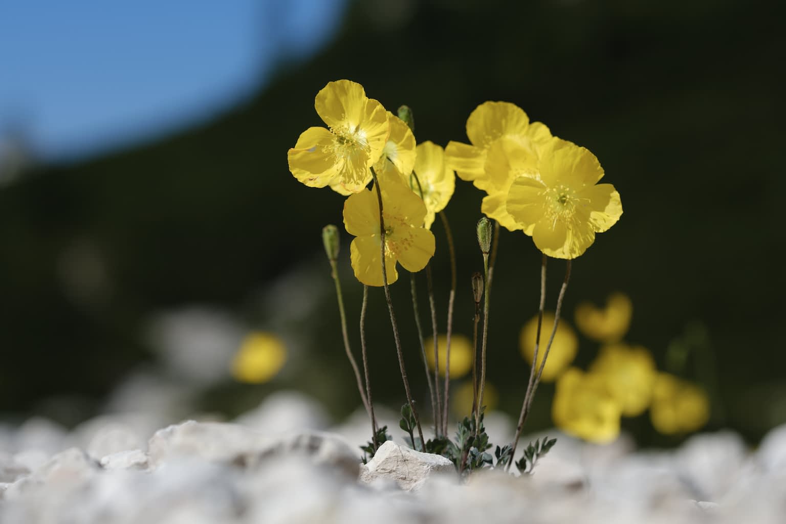 A group of bright yellow alpine poppy flowers emerging from white rocks with a dark green mountain and a clear blue sky in the background. More alpine poppy flowers are out-of-focus in the background.