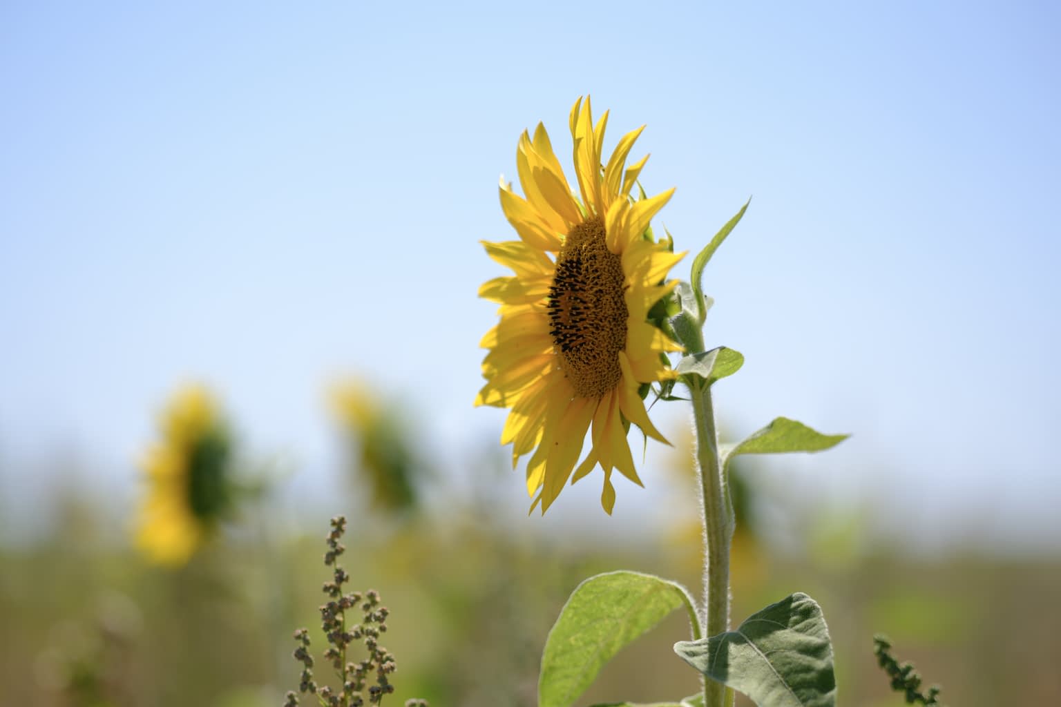 A sunflower with a field and blue sky out of focus in the background.