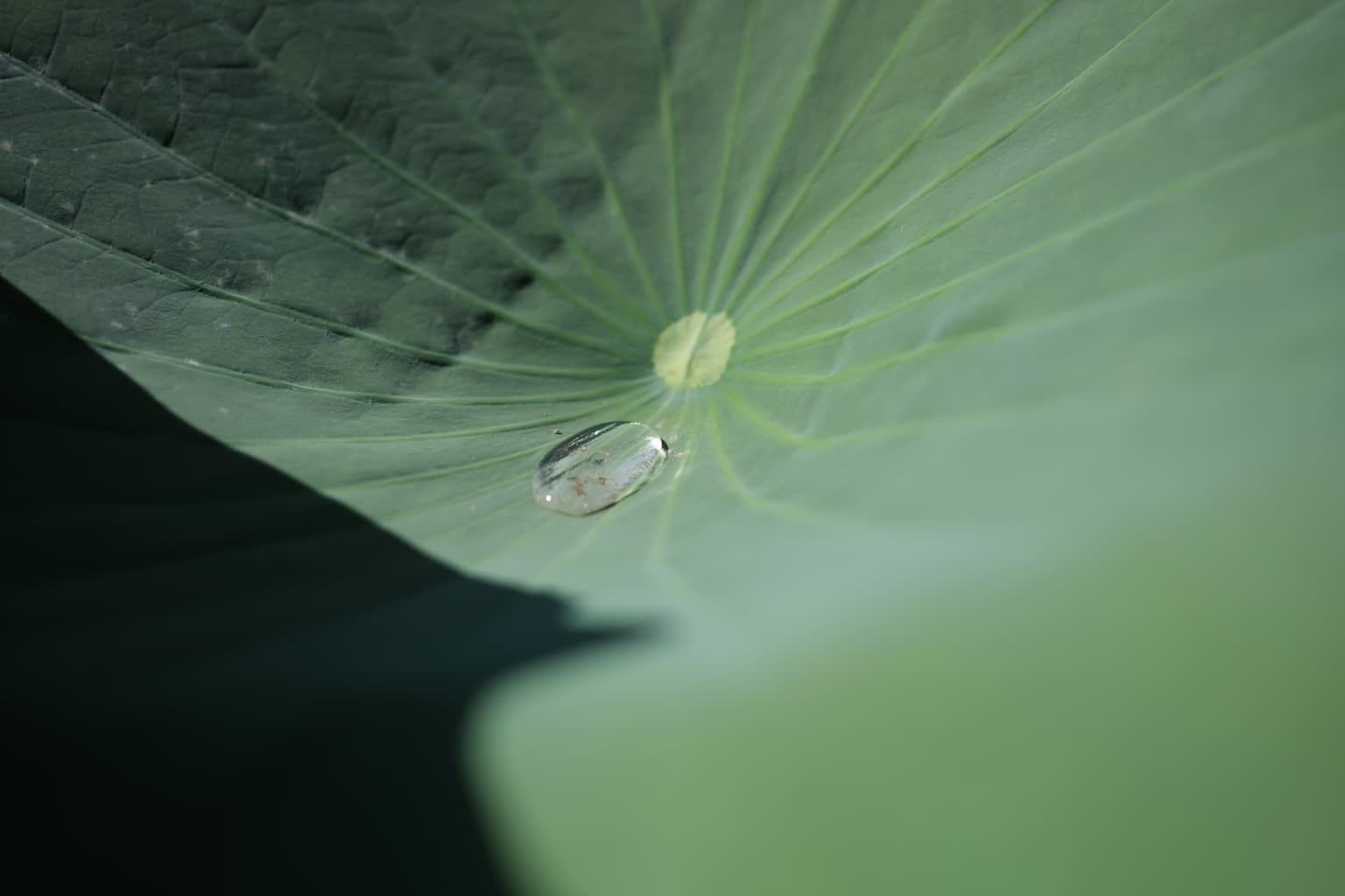 A pearl of water sitting atop a lotus leaf
