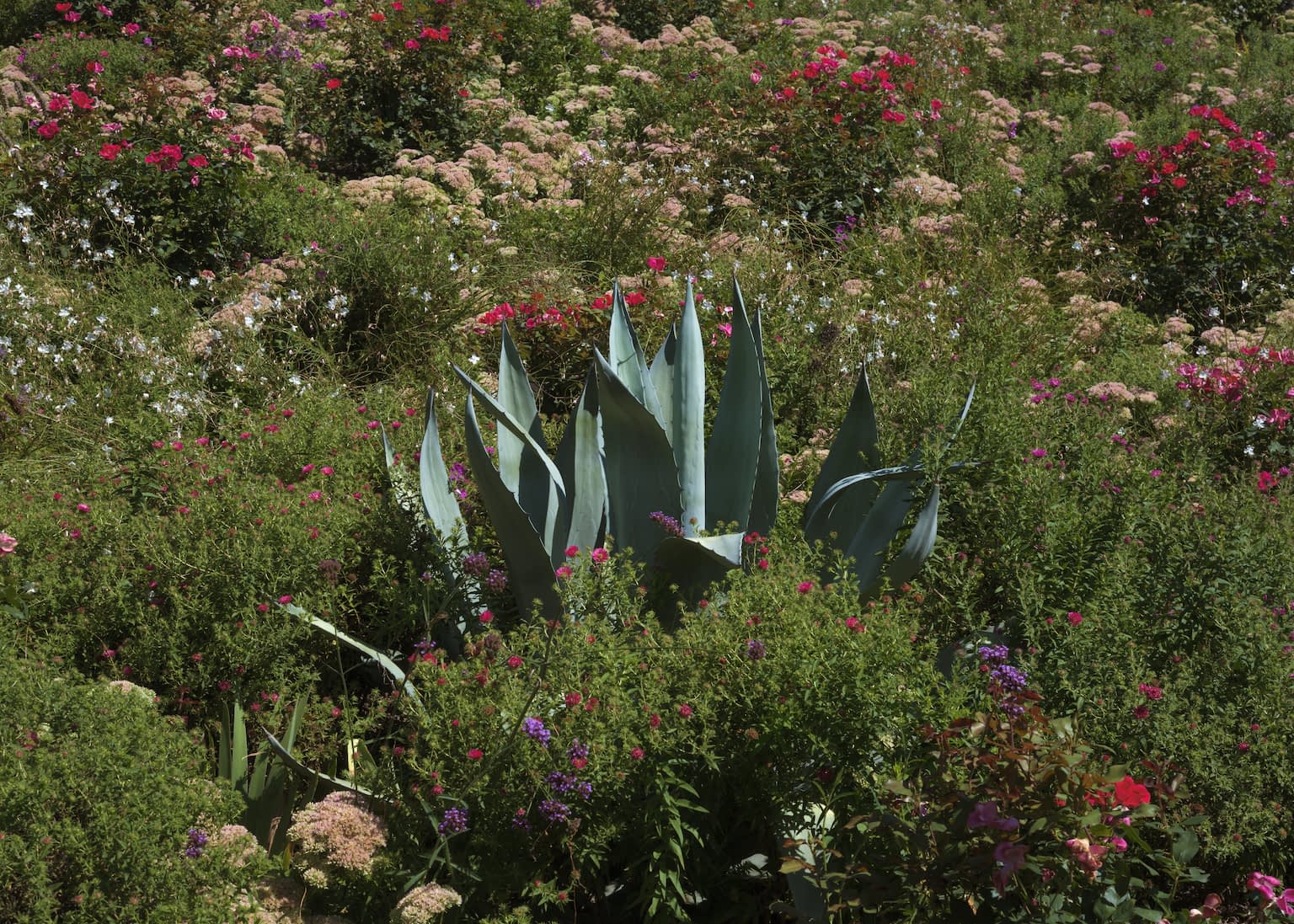 An agave in the center surrounded by flowers.